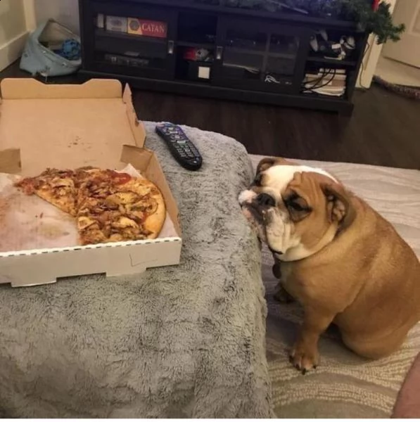 regalo di razza pura regalo bulldog inglese regalo cucciolo