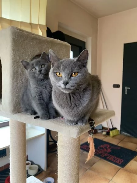 disponibile 2 cuccioli di certosino con pedigre