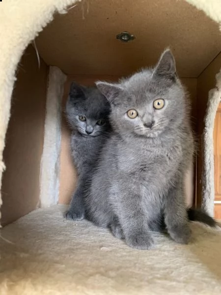 disponibile 2 cuccioli di certosino con pedigre | Foto 0