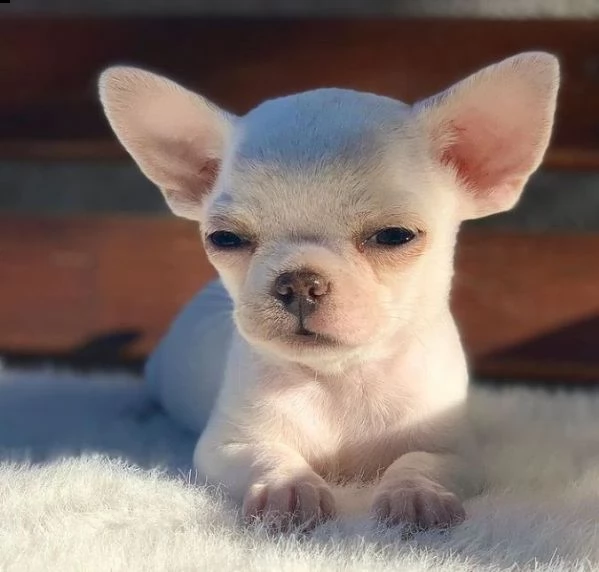  regalo cuccioli di chihuahua | Foto 0