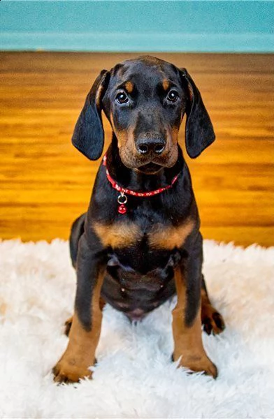 cuccioli di dobermann