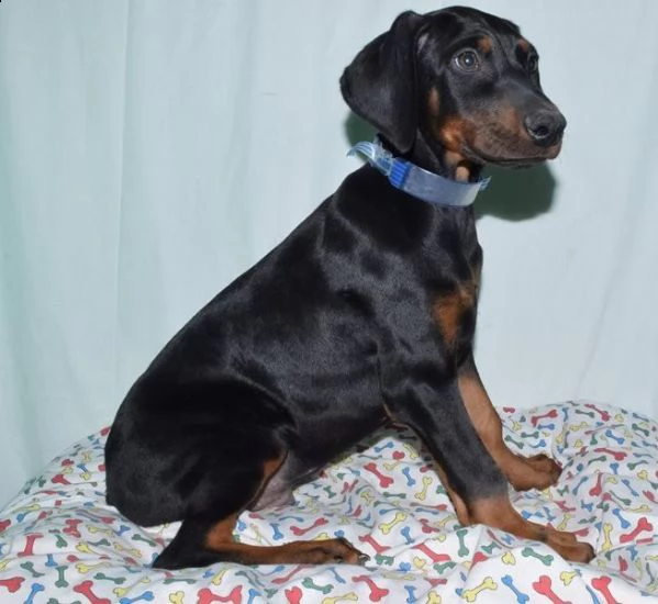 cuccioli di dobermann | Foto 0
