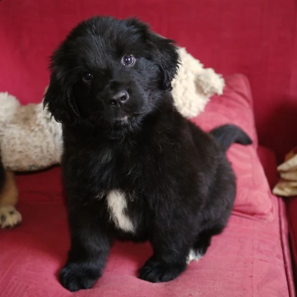terranova cuccioli belli maschio e femmina | Foto 0