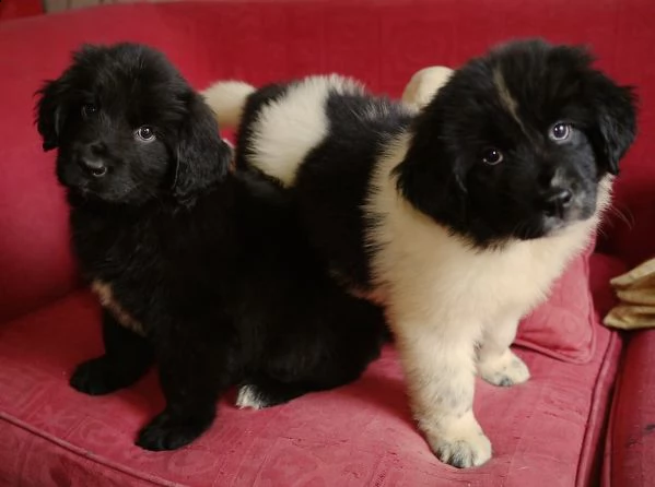 terranova cuccioli belli maschio e femmina