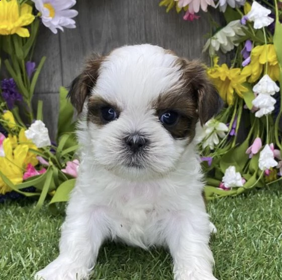  regalo cuccioli di shitzu