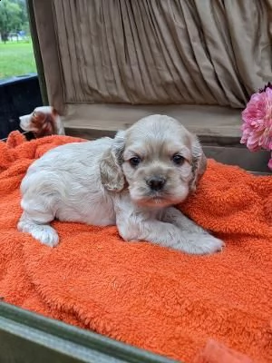 regalo bambini cocker spaniel cuccioli