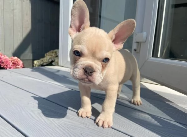  cuccioli di bulldog francese per l'adozione