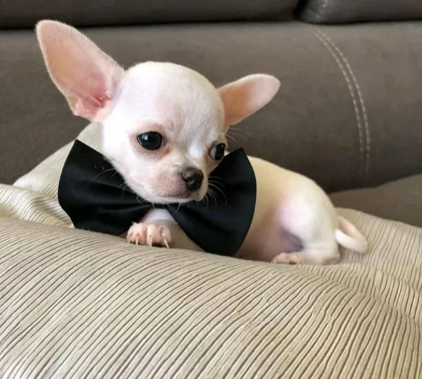 regalo cucciolo regalo cuccioli di chihuahua