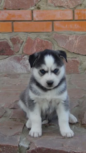 regalo cucciolo regalo husky