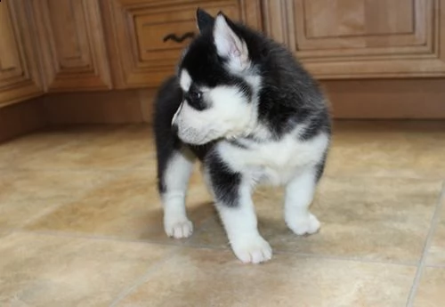 regalo siberian husky con pedigree .