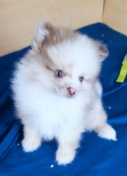 regalo volpino pomerania cuccioli 