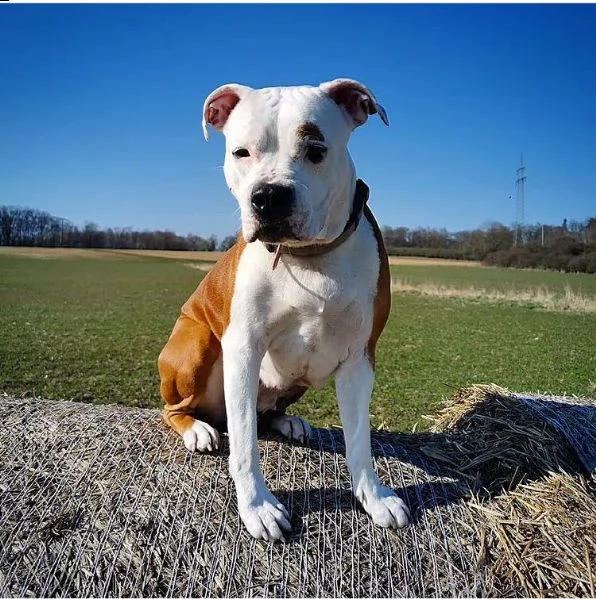 regalo pitbull cuccioli introvabili cuccioli di pitbull intelligenti e dolcissimi attaccati al padro