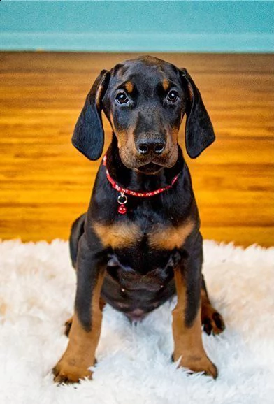 dobermann di tre mesi