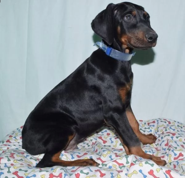 dobermann di tre mesi | Foto 0