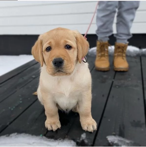 regalo cucciolo regalo cuccioli di labrador