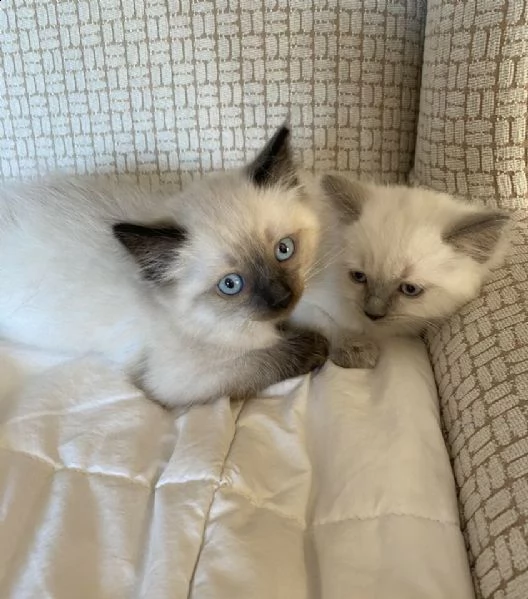 gattini ragdoll per il reinserimento | Foto 0