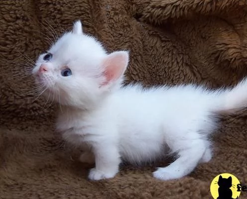 stupendi cuccioli di munchkin gattini