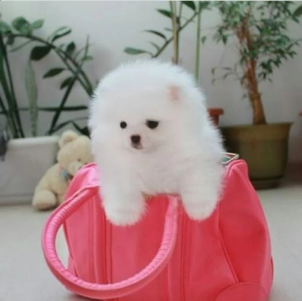 regalo cucciolo regalo pomerania mini giocattolo