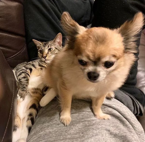 regalo cucciolo regalo cuccioli di chihuahua