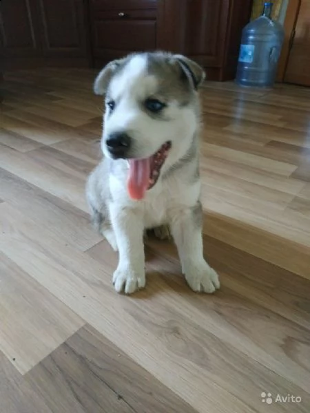 regalo cucciolo regalo husky