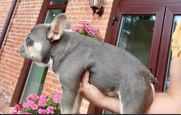 regalo cucciolo bulldog francese