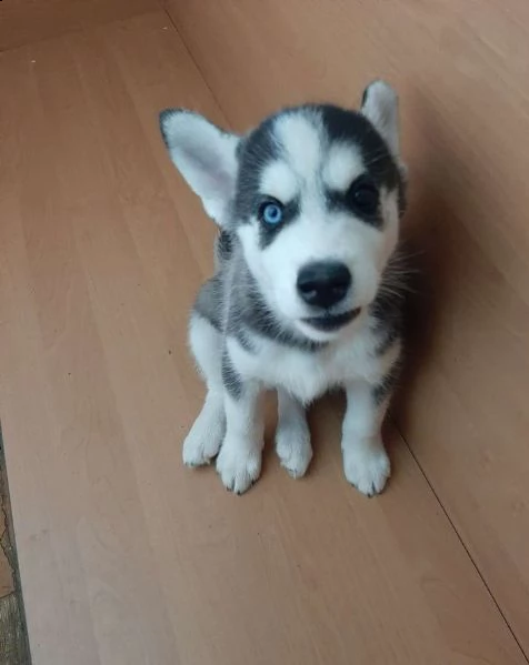 regalo cucciolo regalo husky