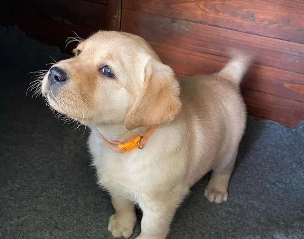 regalo cucciolo regalo cuccioli di labrador