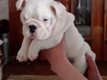 regalo di razza pura regalo bulldog inglese regalo cucciolo
