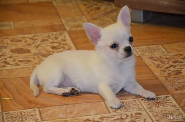 regalo cucciolo regalo cuccioli di chihuahua