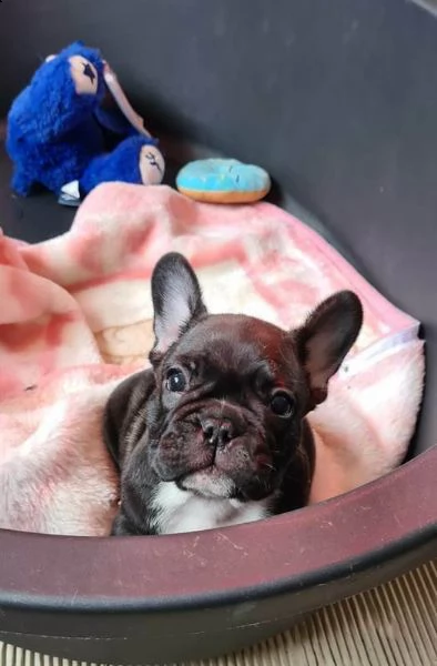  cuccioli bulldogue francese toy 