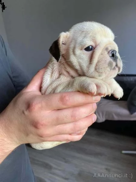 disponibili ultime 4 cucciole maschio e femmine di bulldog inglese