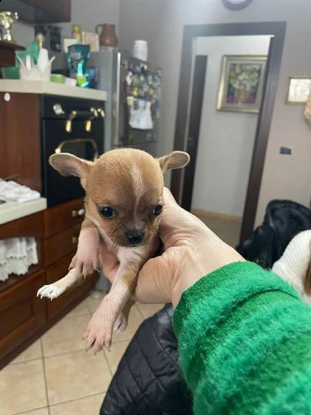 cuccioli chihuhua mini toy 