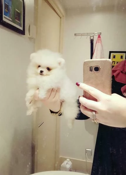 m/f spitz di pomerania .