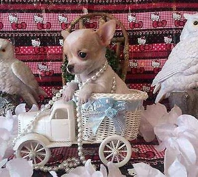 cucciolo di chihuahua mini toy sia maschi e femmina