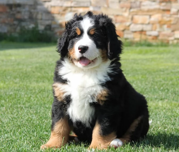 Cuccioli Bovaro del Bernese | Foto 1