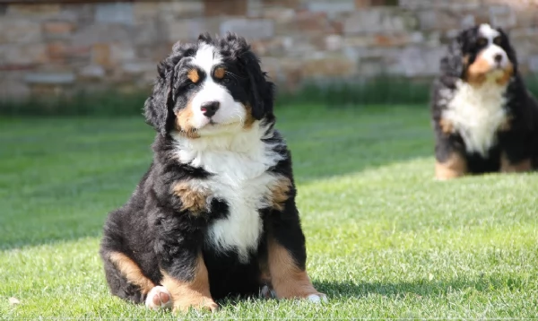 Cuccioli Bovaro del Bernese | Foto 0