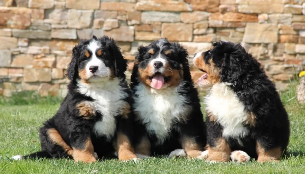 Cuccioli Bovaro del Bernese