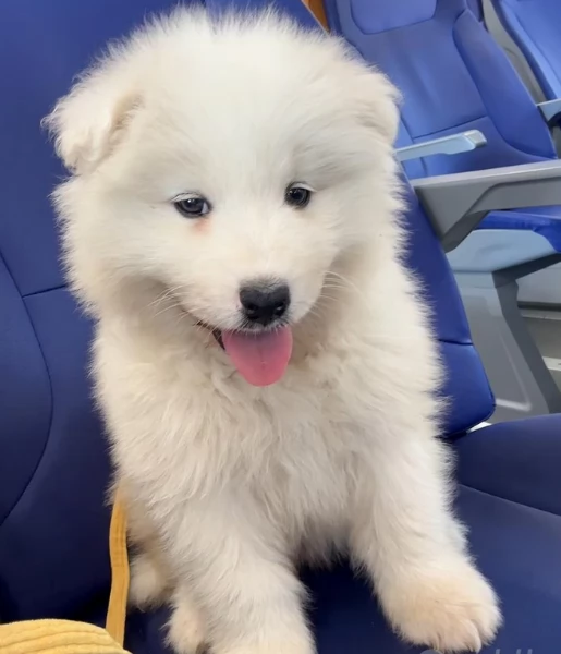 Cuccioli di samoiedo