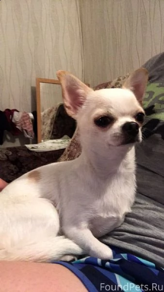 regalo cucciolo regalo cuccioli di chihuahua