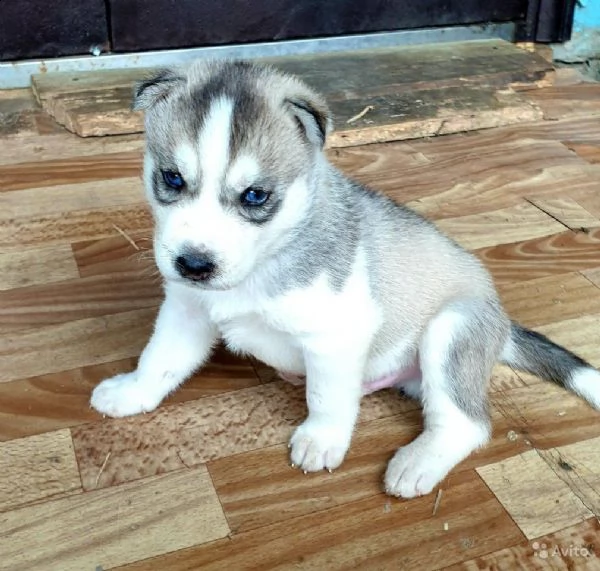 regalo cucciolo regalo husky
