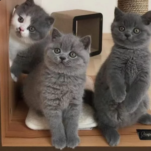 gattini british shorthair maschio e femmina