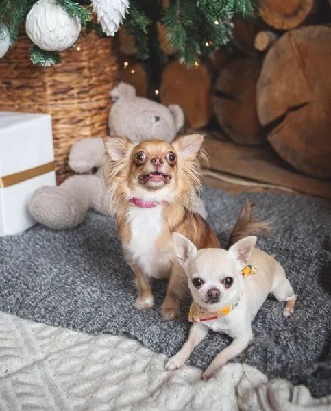 regalo regalo cucciolo regalo cuccioli di chihuahua buon regalo cuccioli di chihuahua piccoli, i cuc