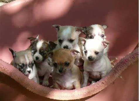 cucciolo di pincher chihuahua mini mini toy