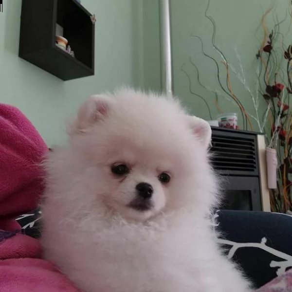 cuccioli di spitz pomerania di taglia toy