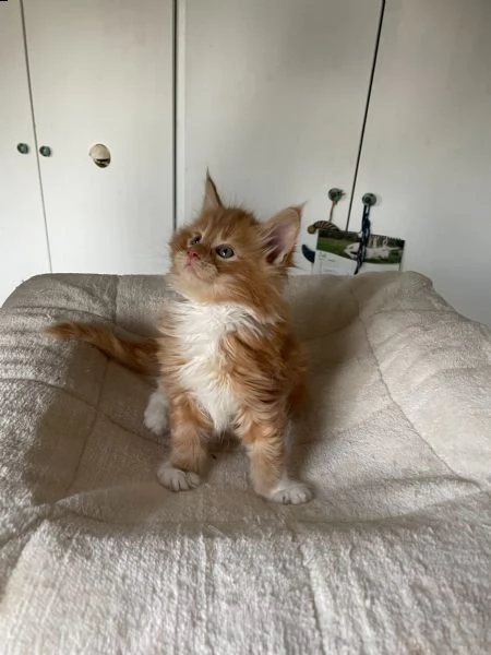  cuccioli maine coon con pedigree