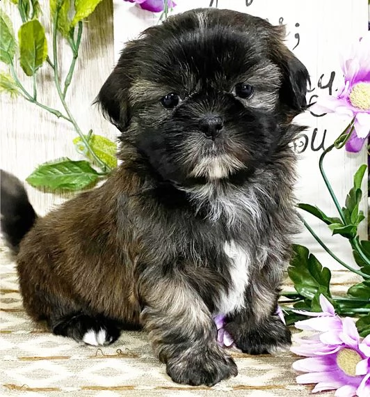 shih tzu cuccioli introvabili cuccioli di shih tzu intelligenti e dolcissimi attaccati al padrone cu