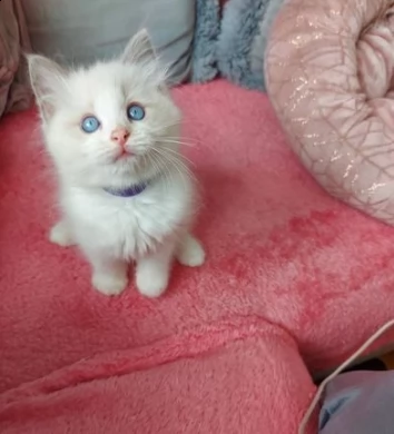 gattini di ragdoll bluepoint
