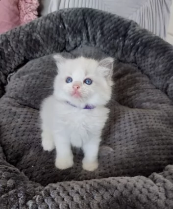 gattini di ragdoll bluepoint | Foto 0