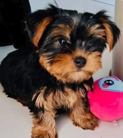 cuccioli yorkshire terrier