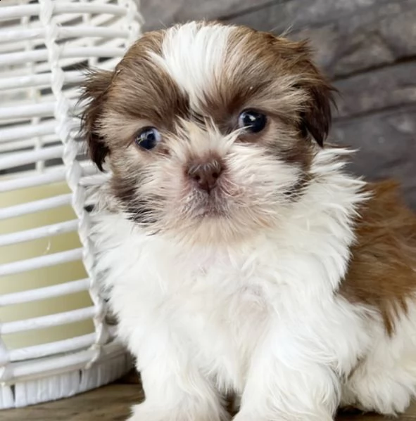  regalo bellissimi cuccioli allevati shih-tzu, colore bianco e nero.